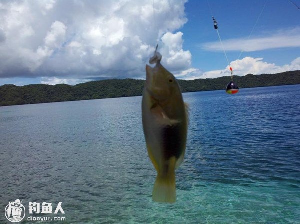 海钓鱼饵巧钓对象鱼的使用搭配