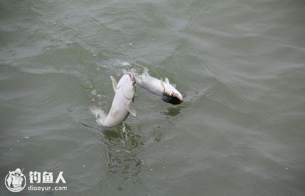 浅谈网箱海钓梭鱼的心得体会