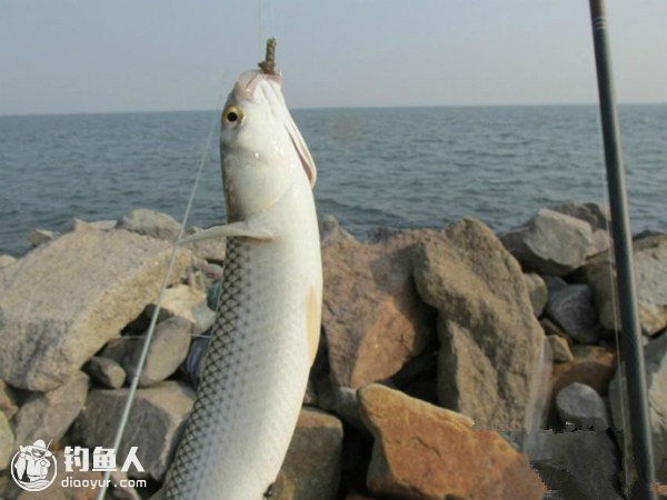 浅谈网箱海钓梭鱼的心得体会