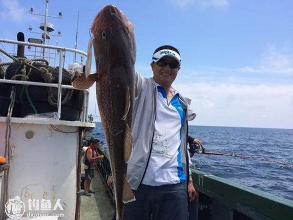 海上船钓鳕鱼的钓技钓法与垂钓要点