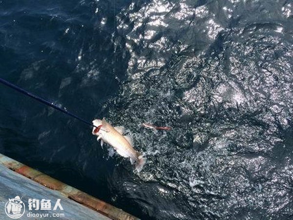 海上船钓鳕鱼的钓技钓法与垂钓要点