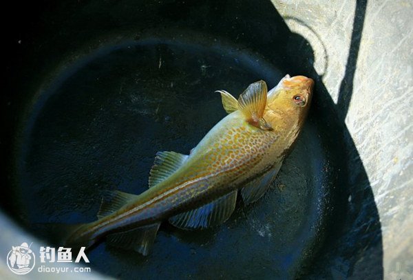 深海施钓鳕鱼的心得技巧