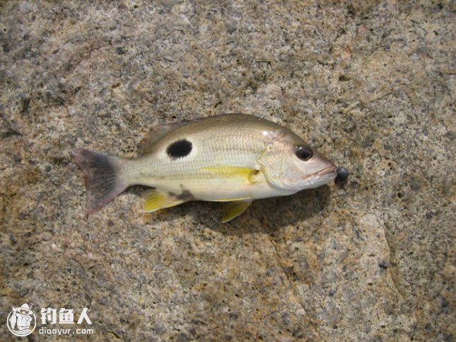 海钓老钟侃海钓码头深水钓大鱼