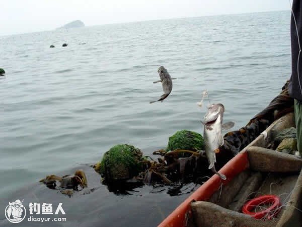 浅谈黑鲪鱼的施钓技法与体会