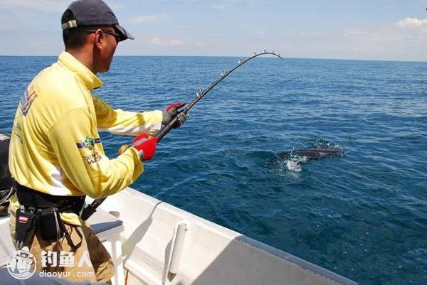 旗鱼的习性特点及拖、拉海钓旗鱼的技巧