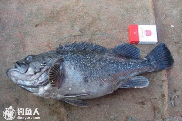 漫谈海钓黑鲪的岸钓技巧（上）