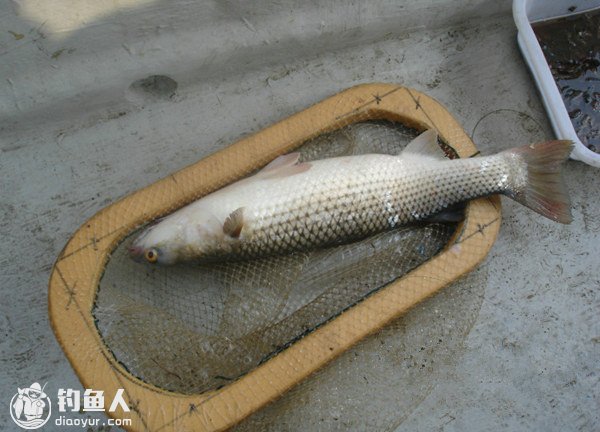 海船垂钓对象鱼的守钓钓组配置与运用