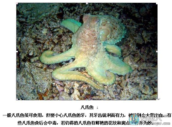 喜欢海钓的朋友注意 钓到以下鱼立即舍弃