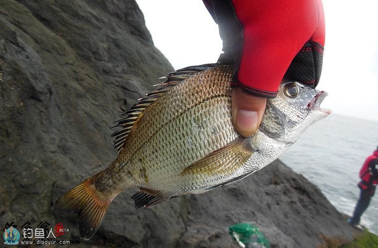 第一次海钓与矶钓喜战东海体验海上乐趣