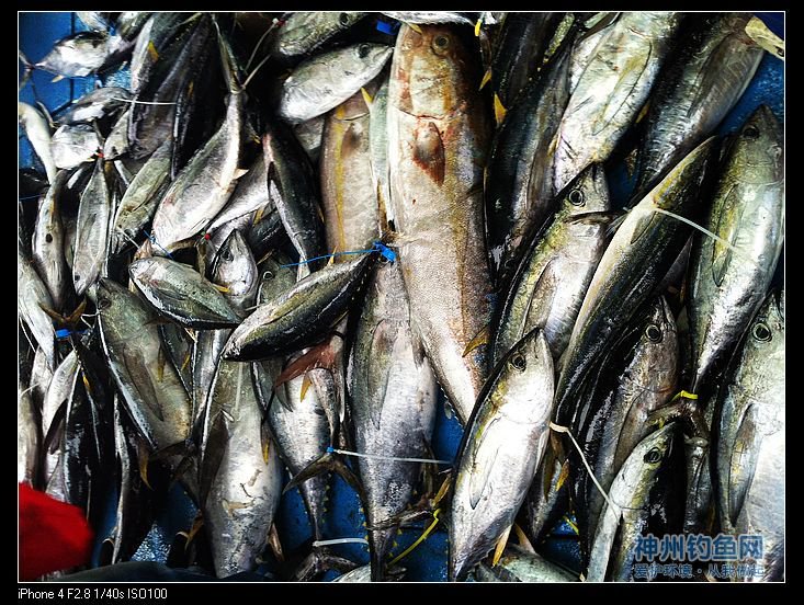 深海船钓毒片来袭 钓获大鱼满载而归