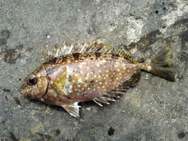 海边一种小不丁点大的泥猛鱼，刺得龇牙咧嘴