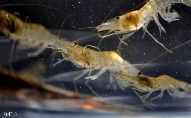 海边虾饵钓鱼的简单高效挂饵法