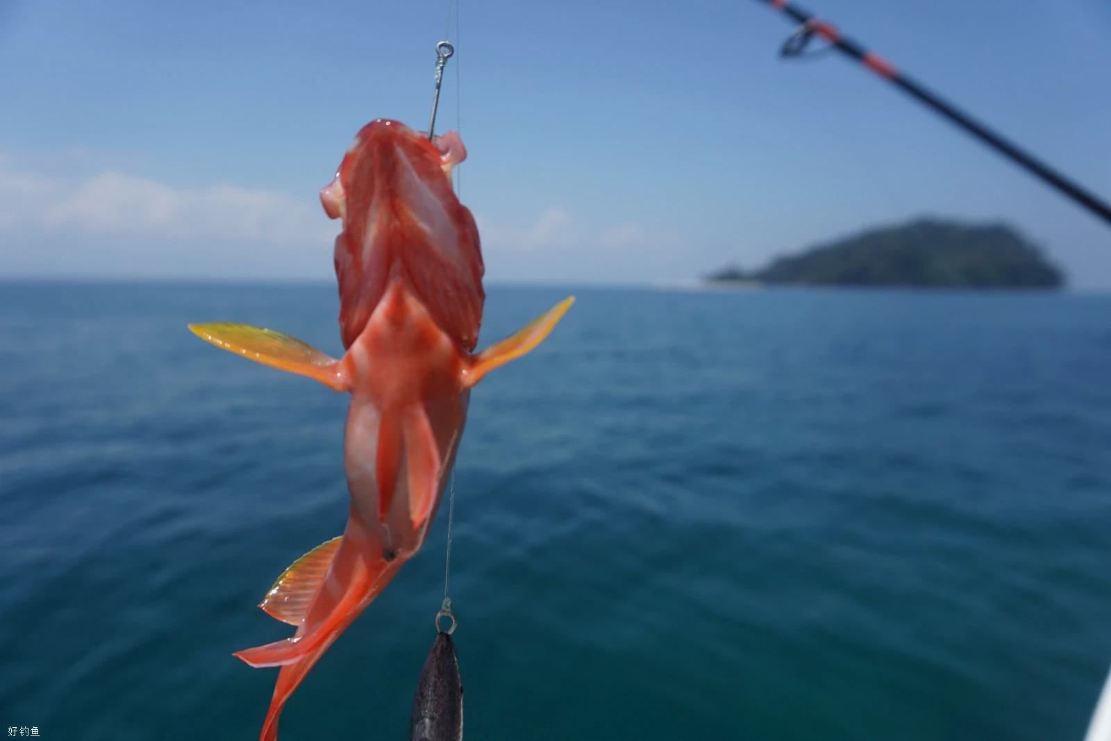 海钓入门需知道的鱼饵和钓具选择技巧