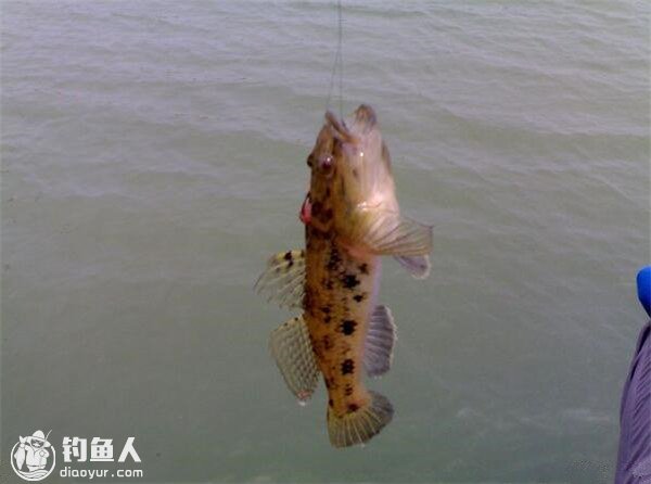 海洋常见鱼种的习性及钓饵的选择