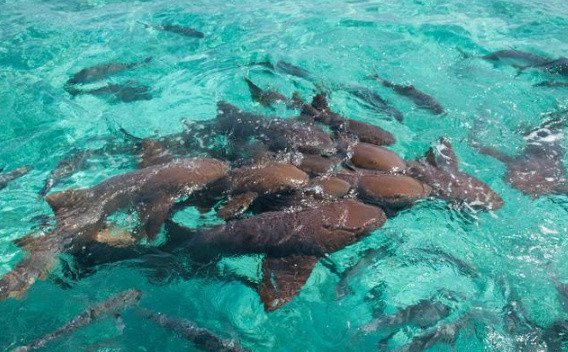 海钓金枪、马林鱼时遭遇鲨鱼咬钩怎么办？