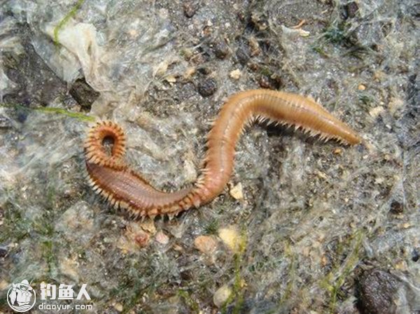 海钓沙蚕的种类区分及钓饵的使用