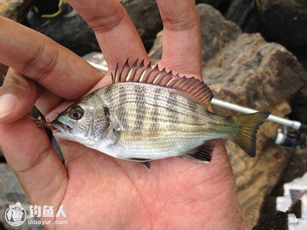 浅谈不同情况下的矶钓用钩心得