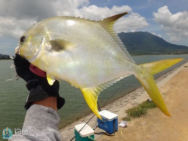 适合矶钓的海钓中层对象鱼的鱼种介绍