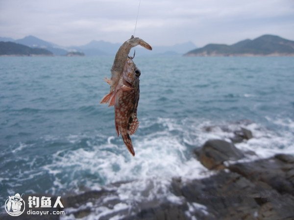 浮游矶钓的诱饵添加物配制制作