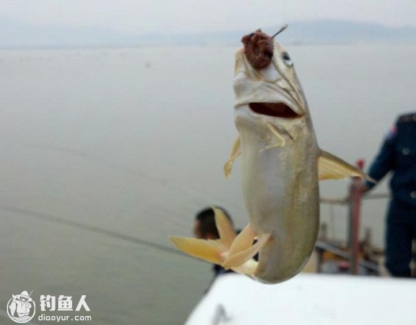 矶钓钓饵的选用及钓饵状态的影响因素