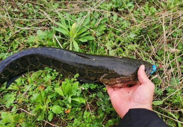 雷强黑鱼时为何总脱钩？详解跑鱼的主要原因和调整