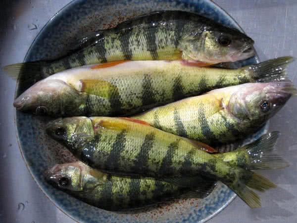 此鱼吃食凶猛，适合冰钓，成鱼最大才2斤，路亚鲈鱼