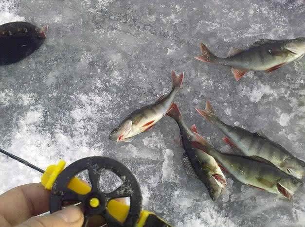 此鱼吃食凶猛，适合冰钓，成鱼最大才2斤，路亚鲈鱼