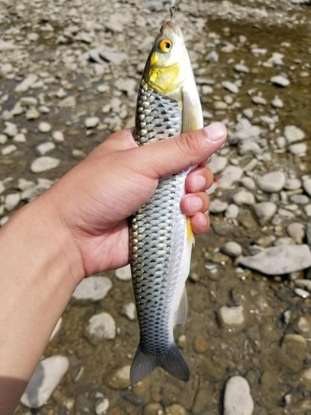 这种鱼近看色泽、体型极似草鱼，赤眼鳟的垂钓技巧