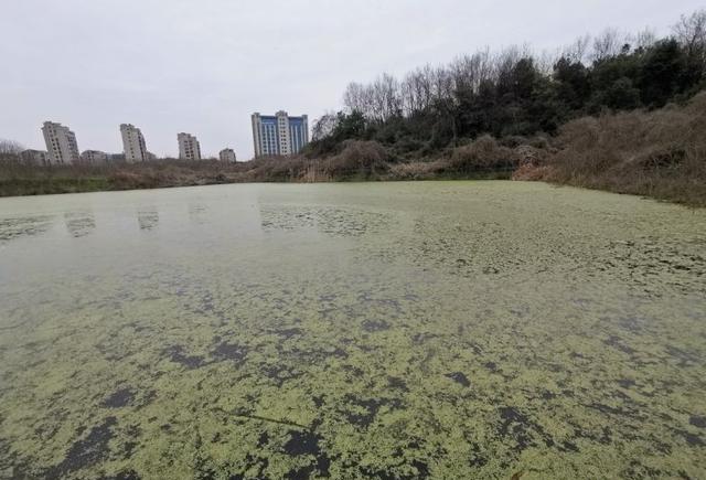 钓黑鱼必须买雷强竿？核心是资源，鱼竿反而可以先找替代品