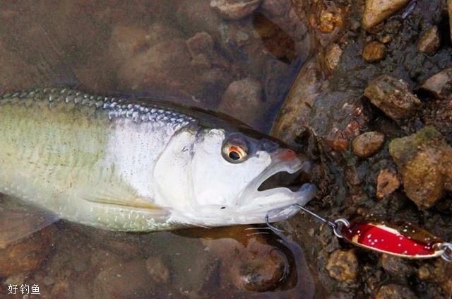 路亚马口的最佳标点、时间和钓法你知道吗？