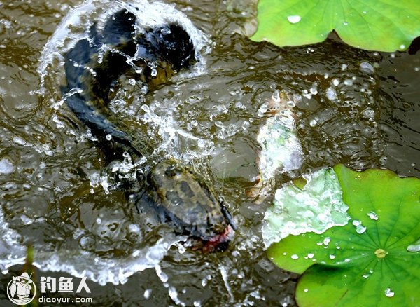 浅析路亚炸水时扬竿刺鱼的最佳时机