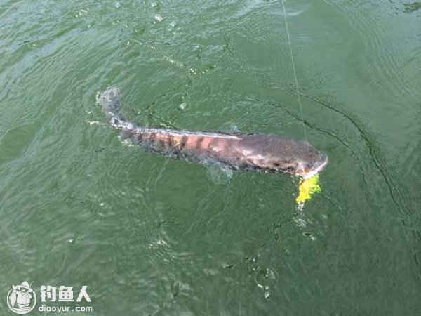 多曼鱼的习性及拟饵垂钓的技巧