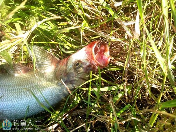 浅谈冬季路亚翘嘴技巧（装备、标点、拟饵）