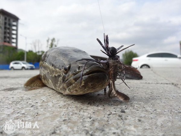 精细钓法路亚黑鱼的装备选择与垂钓技巧