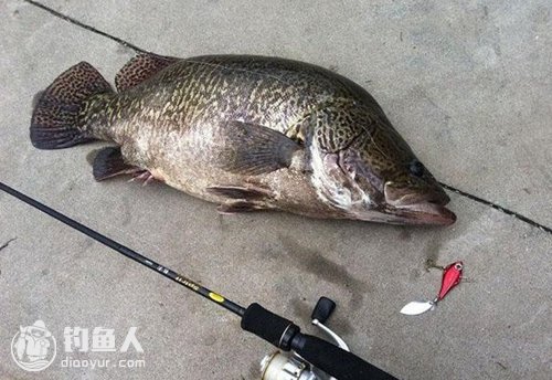 鳜鱼的吃食习性及路亚技巧