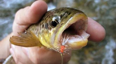 绳钩毛钩等拟饵淡水垂钓技巧与注意事项