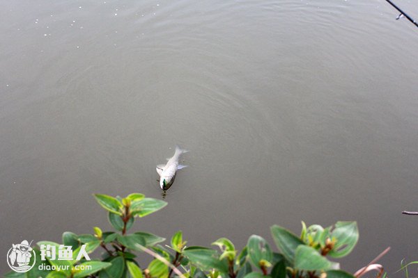 水库湖泊路亚时的水温与风向探讨