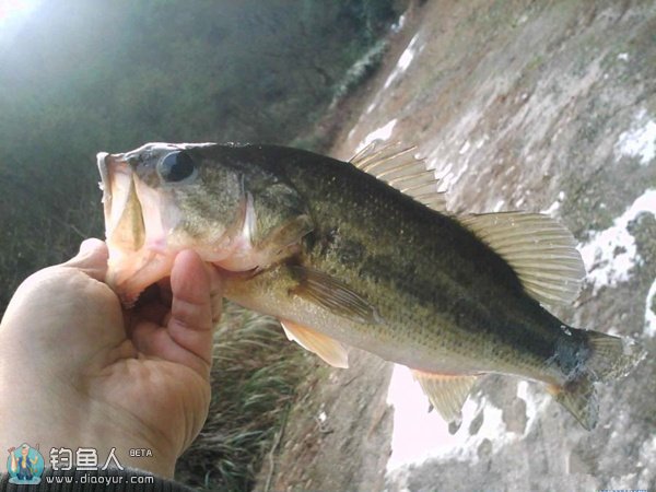 路亚鲈鱼时钓具与钓饵搭配及钓点的选择