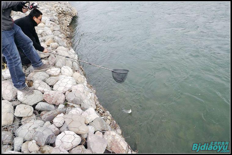 路亚新手洮河路获野生大虹鳟[西风烈野钓]