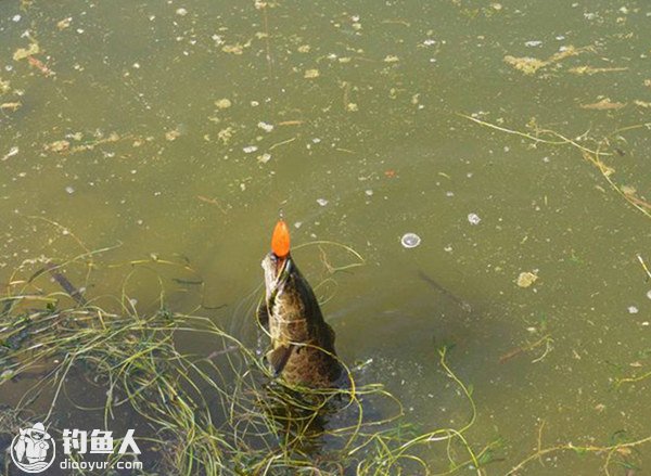 浅谈路亚雷蛙入水角度及读秒问题