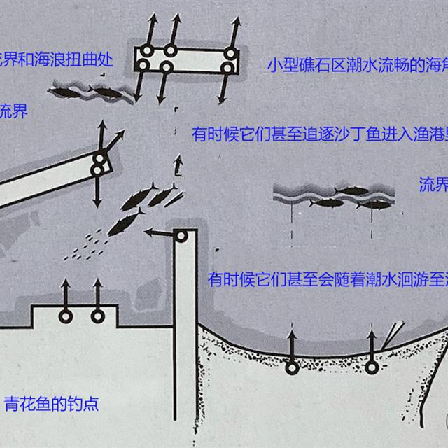 「路亚钓」 重要钓法之青花鱼钓法，日本专业钓鱼书籍