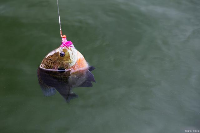 钓鱼竿之浮饵