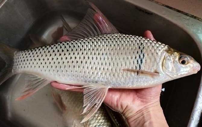 夏天钓土鲮鱼最佳时间是什么时候？