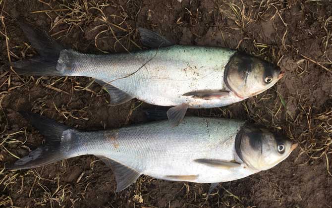 海竿钓鲢鳙技巧和方法