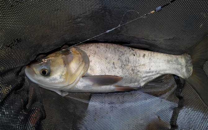 浮钓鲢鳙如何找鱼层？