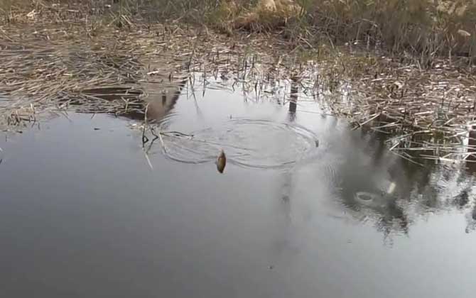 四月钓鱼钓深还是钓浅？