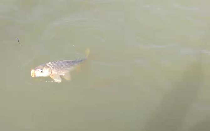 野钓鲤鱼是钓底还是钓浮？