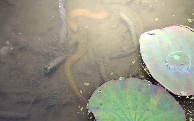 钓黄鳝白天和晚上哪个好钓？