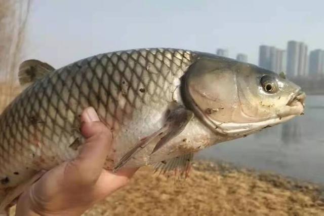 有鱼却不咬钩？老司机：都是给你惯的活该空军