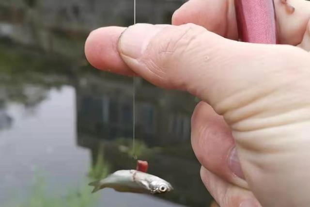 饵料还没到底，就被小白条一抢而空？那是你没这3招